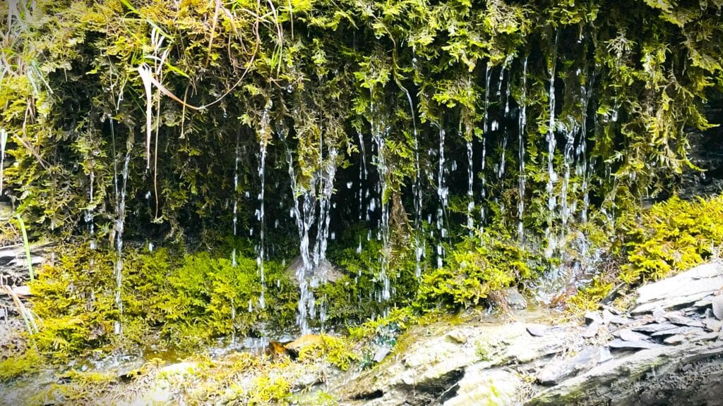 Tathāgata or Buddha 